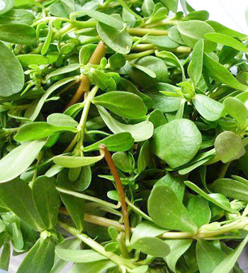 小儿痱子用什么方法最有效_痱子小儿长痱子有什么方法_