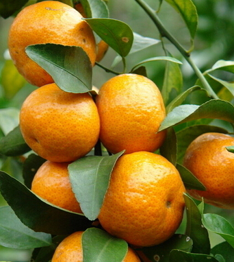 止咳化痰食疗菜谱宝宝偏方大全__止咳化痰的宝宝食谱