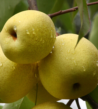 止咳化痰食疗菜谱宝宝偏方大全__止咳化痰的宝宝食谱